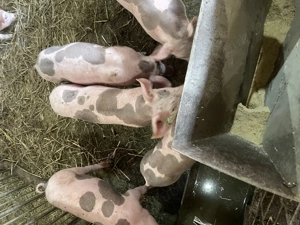 Purcei pietrain de vanzare - imagine 2