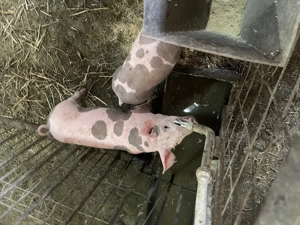 Purcei pietrain de vanzare - imagine 3