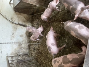 Purcei pietrain de vanzare