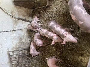 Purcei pietrain de vanzare - imagine 5