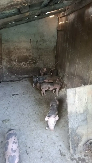 Vand purcei pietran - imagine 2