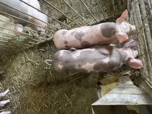 Purcei pietrain de vanzare - imagine 4