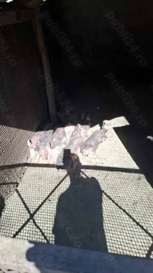 Vand purcei pietran - imagine 3