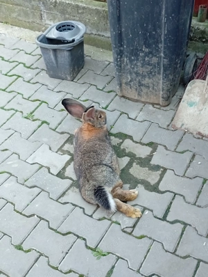 Vânz mascul uriaș german cu vârsta de un an vaccinat 