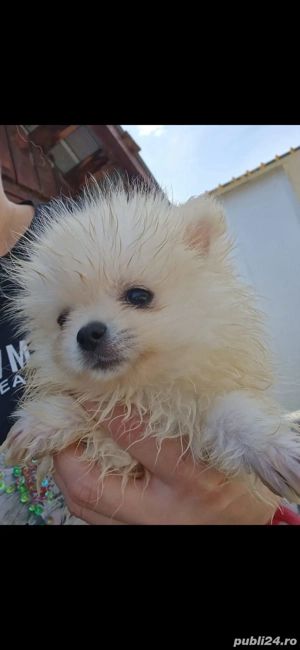 Cățeluși pomeranian canisa autorizata