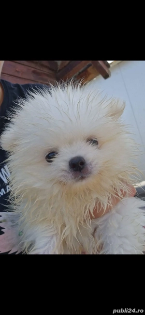 Cățeluși pomeranian canisa autorizata  - imagine 2