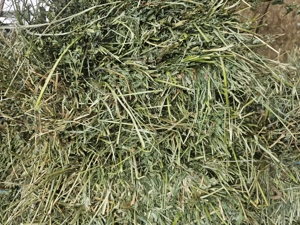 Vand baloti de lucernă  - imagine 4