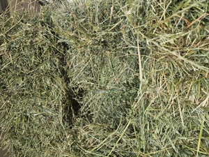 Vand baloti de lucernă  - imagine 2