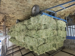 Vand baloti de lucernă  - imagine 3