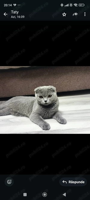 British shorthair 