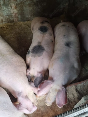 Porci de vanzarw - imagine 4