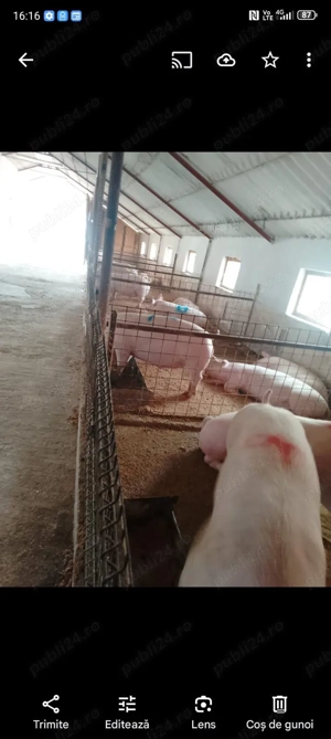 Porci de vanzarw - imagine 3