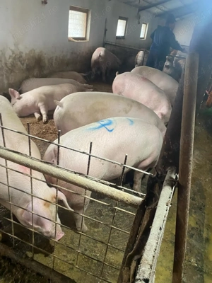 Porci de vanzarw - imagine 2