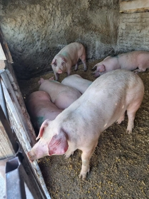 Porci de vanzarw - imagine 5