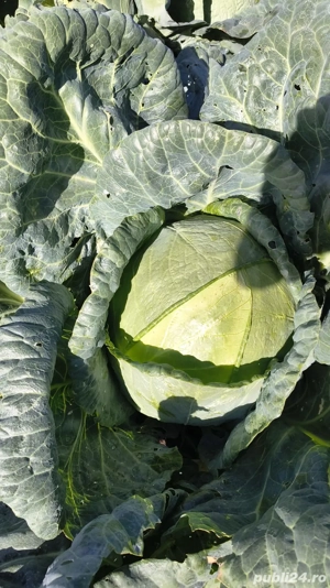 Vând varză de Buzău 