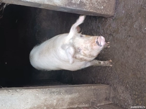 vand scroafa si purcei 