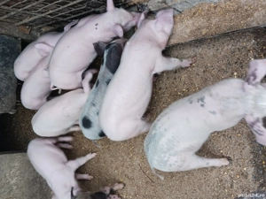 vand scroafa si purcei  - imagine 2