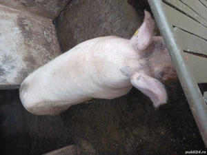 vand scroafa si purcei  - imagine 4