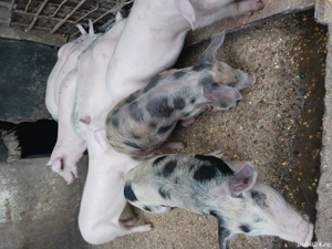 vand scroafa si purcei  - imagine 3