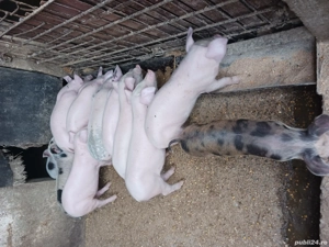 vand scroafa si purcei  - imagine 5