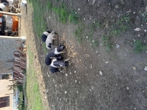 Purcei de 6 saptamini