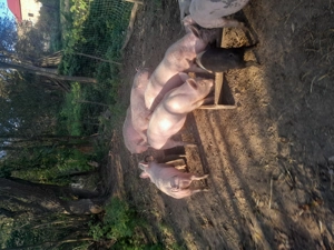 Vind grăsuți marele alb cu pietrean