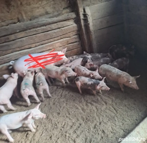 Vand purcei,porc,porci