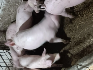 Animale domestice bune de vanzare  - imagine 3