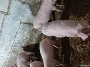 Animale domestice bune de vanzare  - imagine 2