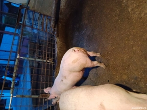 Animale domestice bune de vanzare  - imagine 4