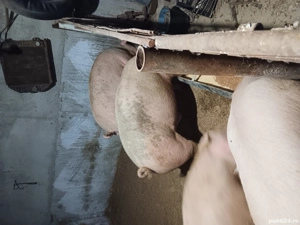 Animale domestice bune de vanzare  - imagine 5