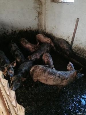 Purcei de vânzare - imagine 4 Purcei de vânzare - imagine 4