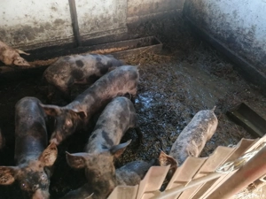 Purcei de vânzare - imagine 2 Purcei de vânzare - imagine 2