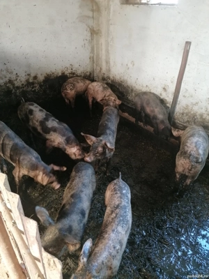 Purcei de vânzare - imagine 3 Purcei de vânzare - imagine 3