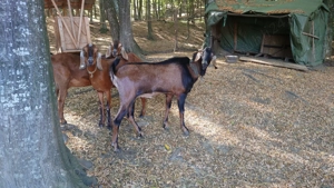 Tap anglonubian talie mare - imagine 3