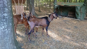 Tap anglonubian talie mare - imagine 2