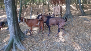 Tap anglonubian talie mare