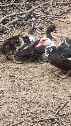 Ratele mute de anul acesta 