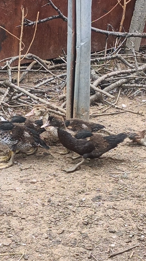 Ratele mute de anul acesta  - imagine 2 Ratele mute de anul acesta  - imagine 2