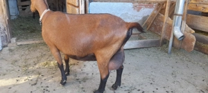 vind capre rasa pura Alpina Franceza - imagine 2