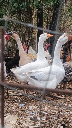 Gâște tinere de anul acesta  - imagine 2