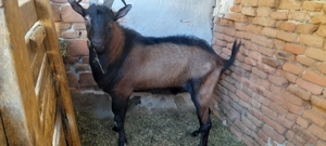 vind capre rasa pura Alpina Franceza