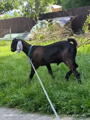 Tapuc anglonubian cu pedigree  - imagine 2