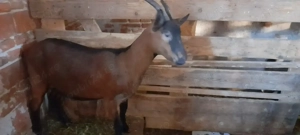 vind capre rasa pura Alpina Franceza - imagine 3