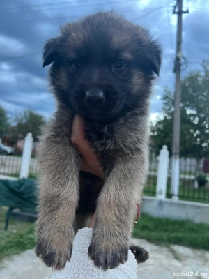 Câinii lupii  - imagine 5