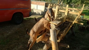 Tapuc anglonubian  - imagine 3