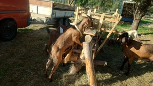 Tapuc anglonubian  - imagine 2