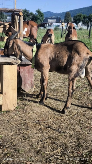 Tapuc anglonubian  - imagine 4