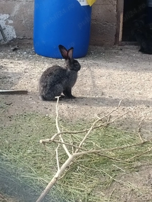 Iepuri prăsilă sau sacrificat - imagine 3 Iepuri prăsilă sau sacrificat - imagine 3