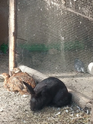 Iepuri prăsilă sau sacrificat - imagine 2 Iepuri prăsilă sau sacrificat - imagine 2